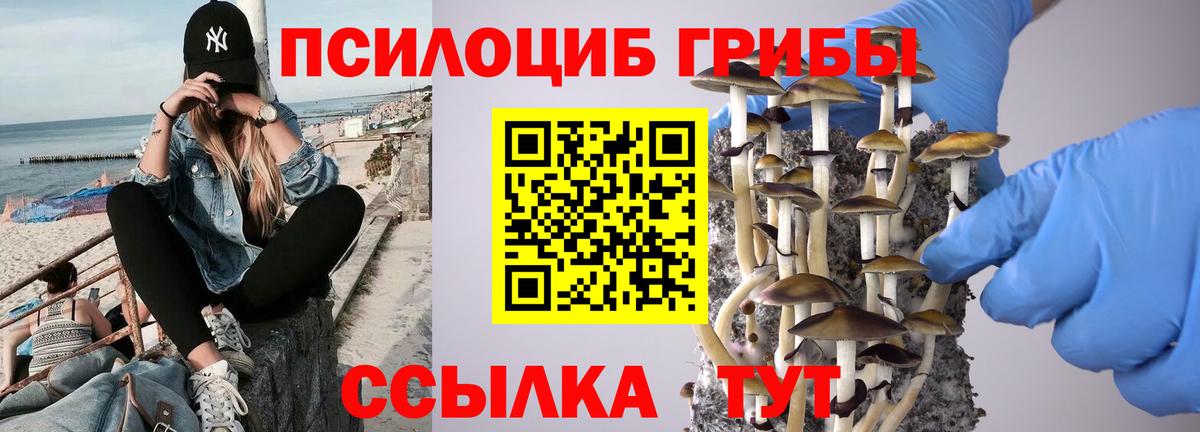 Псилоцибиновые грибы Psilocybine cubensis Полысаево